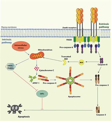 Pattern Recognition Receptors and the Host Cell Death Molecular Machinery